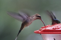 Phaethornis longirostris