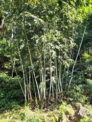 Bambusa chungii