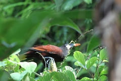 Psarocolius montezuma