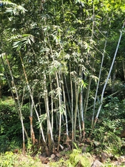 Bambusa chungii