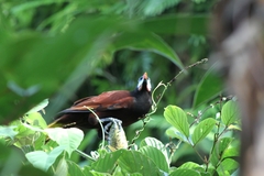 Psarocolius montezuma