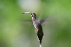 Phaethornis longirostris