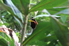 Psarocolius montezuma