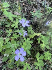 Geranium richardsonii