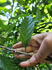 Oreocnide integrifolia