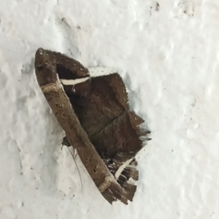 Hemeroblemma mexicana