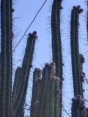 Trichocereus bridgesii