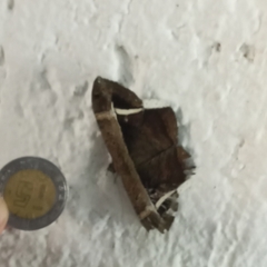 Hemeroblemma mexicana