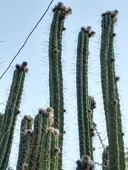 Trichocereus bridgesii