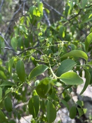 Olax dissitiflora