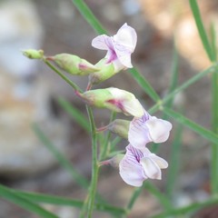 Lathyrus graminifolius