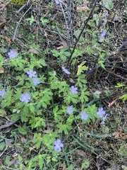 Geranium caespitosum