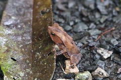 Rhinella alata