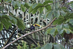 Ramphastos ambiguus