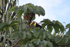 Ramphastos ambiguus