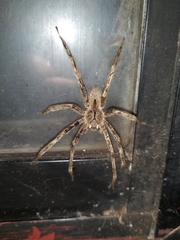 Phoneutria boliviensis