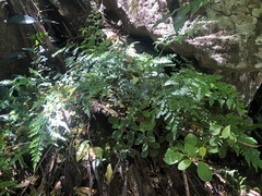 Davallia solida pyxidata