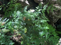 Davallia solida pyxidata