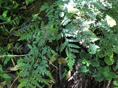 Davallia solida pyxidata
