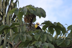 Ramphastos ambiguus