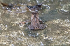 Rhinella alata