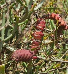 Crassula perforata