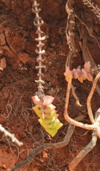 Crassula perforata