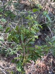 Combretum padoides