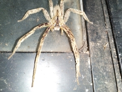 Phoneutria boliviensis