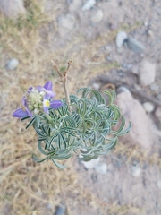 Lupinus altimontanus