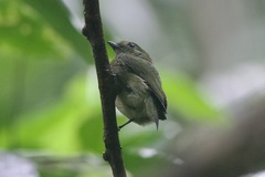 Lepidothrix velutina