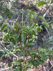 Combretum padoides