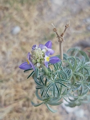 Lupinus altimontanus