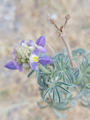 Lupinus altimontanus