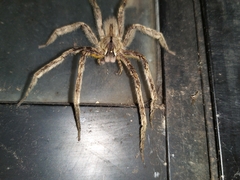 Phoneutria boliviensis