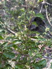 Combretum padoides