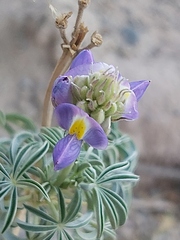 Lupinus altimontanus