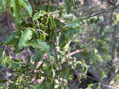 Combretum padoides