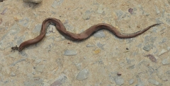 Duberria lutrix