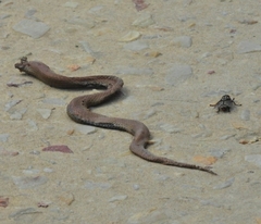 Duberria lutrix