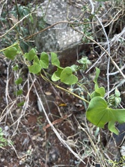 Dioscorea cotinifolia