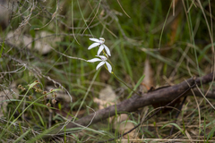 Caladenia moschata