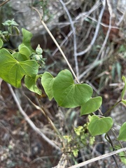 Dioscorea cotinifolia
