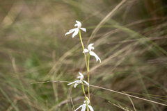 Caladenia moschata
