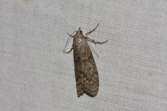 Heteromicta pachytera
