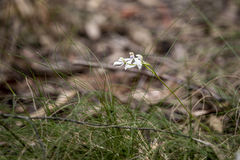 Caladenia moschata