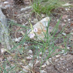 Lathyrus graminifolius