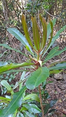 Anopterus macleayanus