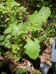 Solanum chrysotrichum