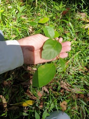 Cryptocarya triplinervis